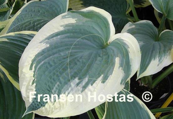 Hosta Robert Frost